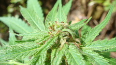 Marijuana weed miarijuana