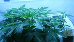 Marijuana weed miarijuana