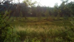Marsh swamp