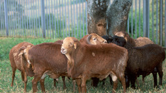 Masaai sheep high red