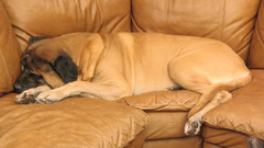 Mastiff big dog Animals