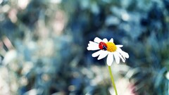 matricaria ladybugs nature