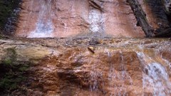 May big basin Redwoods