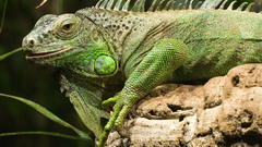 Mc gruenerle guan lizard