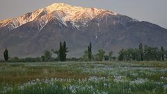 Meadow California Wild Tom mount iris sierra eastern