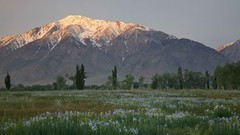 Meadows California Tom Irises mount wildlife sierra
