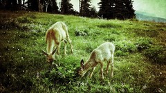 Meadows deer lomo contrast