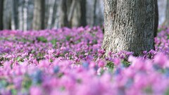 Meadows depth of field