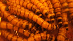 Meal worms high
