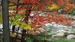 Media across Trees and