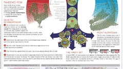 Medicine infographics Viral bird