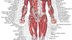 Medicine system anatomy infographics