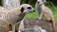 Meerkat animal