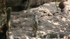 Meerkats