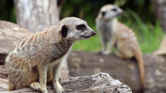 Meerkats