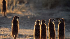 Meerkats animal world backlights