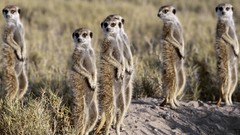 Meerkats botswana