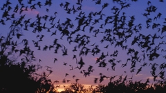 Mexican Free tailed batsmexican