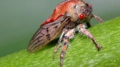 Mexican treehopper ) With