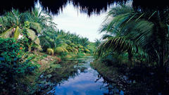 Mexico palm trees creek