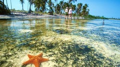 Mexico starfish Yucatan Peninsula