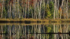 Michigan birch reflections forests National