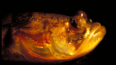 Midshipman fish high Aquarium