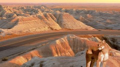 Mighty mountain lions badlands South Dakota