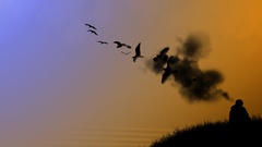 Minimalistic Birds silhouettes thinking