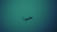 Minimalistic gecko