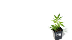 Minimalistic Plants white background