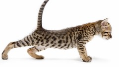 Minimalistic white Animals Kittens