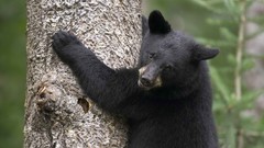Minnesota black bear