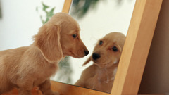 Mirrors Animals Dogs dachshund
