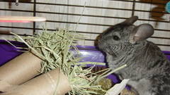 Miss gina chinchilla high
