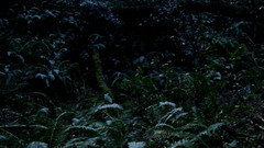 Miur woods vertical pan