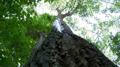 Moar nature Nao foar