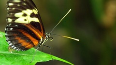 Monarch butterfly peteliske schmetterling