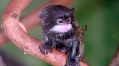 Monkeys tamarin baby animals
