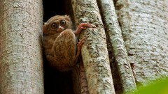 Monkeys wildlife tarsiers