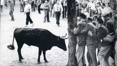 Monochrome Bulls Spain