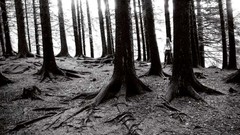 Monochrome forests Black Metal Peter Beste Taake