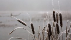 Monochrome greyscale reeds