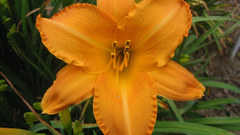 Monrovian gem flower