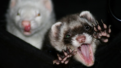 Monster high ferret Resolution larissaallen