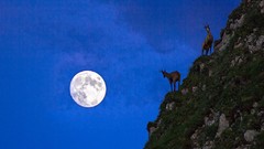 Moon chamois