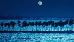 Moonlight palm trees puerto rico