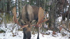 Moose shmookies chop high