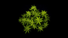 More will weed 2011 post never