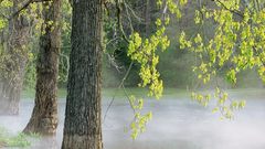 Morning fog percy warner